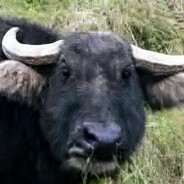 重案组之虎曹达华