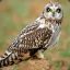 Angry_OWL