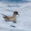 Short-tailed Shearwater