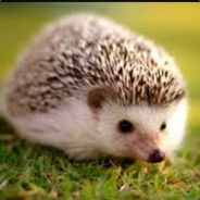 Ser Elvis the fearless