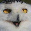 da real snow owl iced slushie