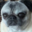 NotPugz