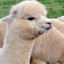 alpacavolante_