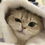 叱咤月海鱼鱼猫