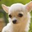 [Derpy] Derpy_Chihuahua™