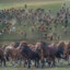 approximately 186 horses
