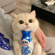 小粉丝的女明星