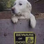 Beware of the Dog