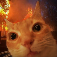 (っ◔◡◔)っ♥meow meow♥