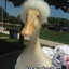 Fuzzy Duck