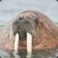 Dikke walrus