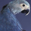 Spix&#039;s Macaw