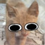 Morbi_cat2