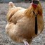 President Chicken