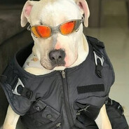 DOG MAL