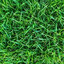 grass