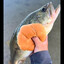 Fillet o&#039; Fish skins.army