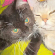 想想拜登会怎么做