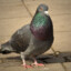 offensive pigeon