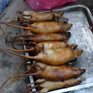 GUISADO DE RATO