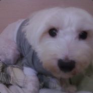 KoR. - steam id 76561197964233841