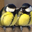 Pair of Great Tits