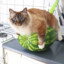 im a cat on watermelon irl