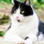 QuintaGay | El Gato Capit4N