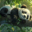 pANDA AKA GET At me