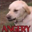 Angery Doggo-