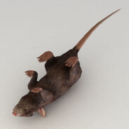 rat