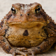 Big ass gross toad