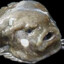 FishMoley