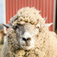 Short_Sheep