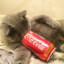 CocaCola Cat