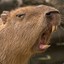 Capybara