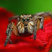 Soul_Modifier_ Spider