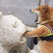 戴眼镜的黑熊君