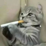 猫猫不流泪 啤酒喝到醉