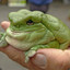 Dapper Frog