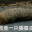Doom把Doom给Doom了