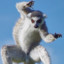 Leaping Lemur