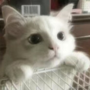 锅包肉请求出战