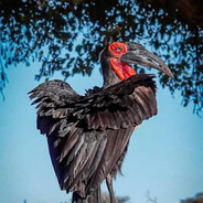 Hornbill