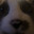 OogaBooga avatar