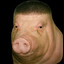 Wide Pig