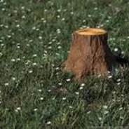 Stump