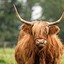 HighlandCoo