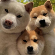 大明湖畔的小二郎