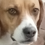 Fan n°1 de Perro Darwin